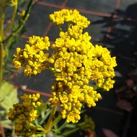 Patrinia intermedia